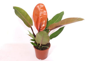 Philodendron ‘Prince of Orange’ – 17cm Pot
