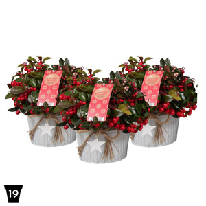 Big Berry Gaultheria with Star Decoration – 19cm Pot