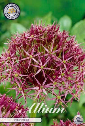 Allium cristophii Ornamental Flower Bulbs – Pack of 5