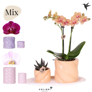 Green Up Your Home Plant Gift Set – 18cm Pot