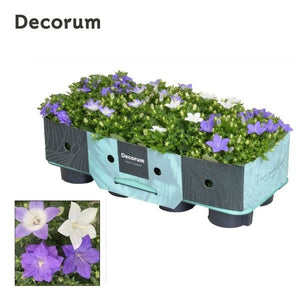Mixed Campanula Garden Plant – 11cm Pot