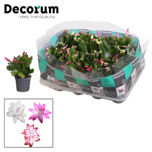 Mixed Schlumbergera Christmas Cactus – 7cm Pot