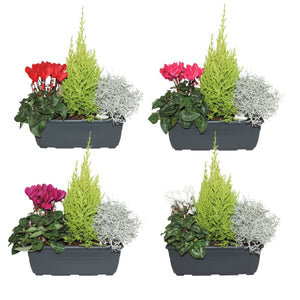 Balcony Plant Arrangement – 27cm Plastic Trough