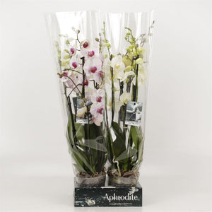 Mixed Phalaenopsis Orchid ‘Goddess’ – 12cm Pot