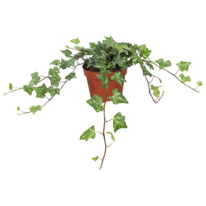 Kolibri Ivy (Hedera helix) – 13cm Pot