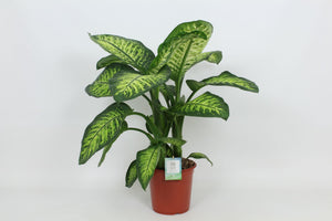 Dieffenbachia ‘Lemon Tropic’ Dumb Cane – 24cm Pot, 80cm High