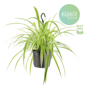 Variegated Spider Plant (Chlorophytum comosum) – 17cm Pot