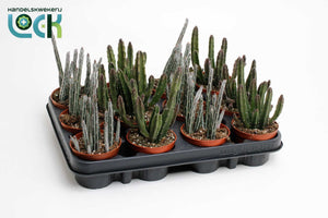 Stapelia Mixed Succulent – 8.5cm Pot