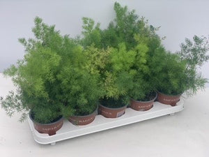 Asparagus Fern (Asparagus umbellatus) – 12cm Pot
