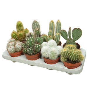Mixed Cactus Collection – 12cm Pot