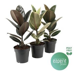 Mixed Rubber Plant (Ficus elastica) – 17cm Pot