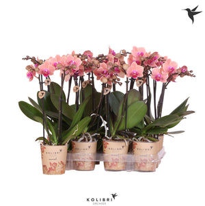 Orange Phalaenopsis Orchid – 9cm Pot, 40cm High