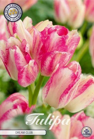 Tulipa Multiflora ‘Dream Club’ Flower Bulbs – 7 Bulbs