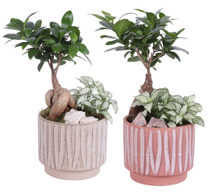 Year-Round Indoor Plant Arrangement – 14cm Ceramic Pot