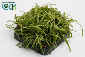 Bolivian Coral Cactus (Lepismium bolivianum) – 5.5cm Pot