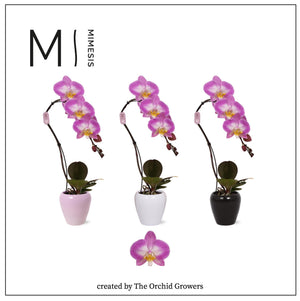 Swan Special Phalaenopsis Orchid – 7cm Pot