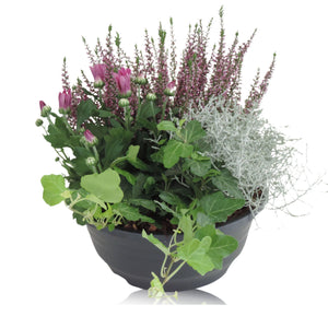 Mixed Patio Plant Arrangement – 23cm Dish