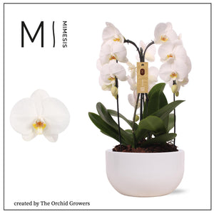 White Phalaenopsis Orchid Arrangement – 26cm Ceramic Pot