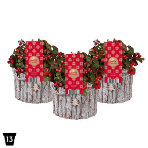 Gaultheria Big Berry Wintergreen – 12cm Pot