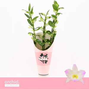 Peach and Pink Dendrobium Nobile Orchid – 12cm Pot