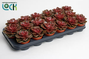 Echeveria ‘Magic Red’ Succulent – 8.5cm Pot