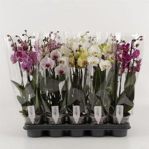 Mixed Phalaenopsis Orchid – 3 Stem, 12cm Pot