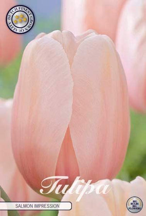 Tulip ‘Salmon Impression’ Darwin Hybrid Bulbs – 10 Pack