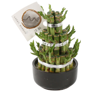 Lucky Bamboo (Dracaena sanderiana) – 12cm Pot