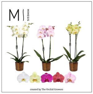 Mixed Phalaenopsis Orchid – 2 Stem, 12cm Pot