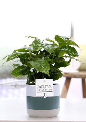Arabica Coffee Plant (Coffea arabica) – 12cm Jade Pot