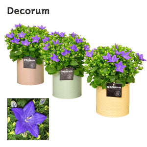 Blue Campanula 'Napoli' – 14cm Pot