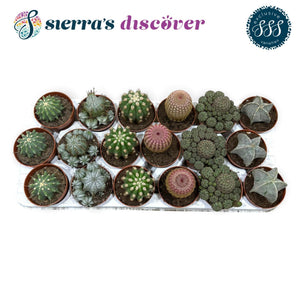 Mixed Cacti and Succulents – 8.5cm Pot