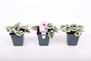 White Cyclamen Coum 'Silverleaf' – 9cm Pot
