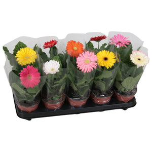 Mixed Gerbera Houseplant – 12cm Pot, 20cm High