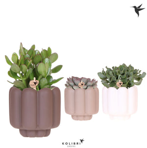 Mixed Succulent Arrangement in Ceramic Pot – 12cm