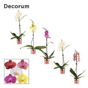 Mixed Phalaenopsis Orchid – 1 Stem, 12cm Pot