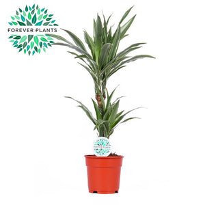 Warneckii Dracaena (Dracaena fragrans) – 17cm Pot, 75cm