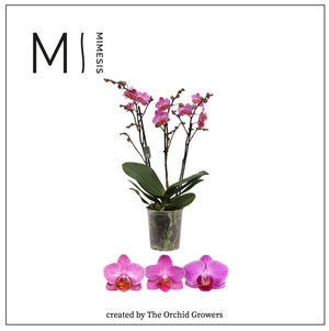 Dark Pink Phalaenopsis Orchid – 2 Stem, 12cm Pot