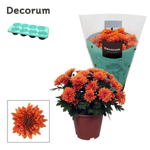Orange Chrysanthemum ‘Grandezza’ – 13cm Pot