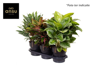 Aglaonema Mixed Varieties – 19cm Pot, 45cm High