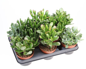 Mixed Crassula Succulent – 10.5cm Pot