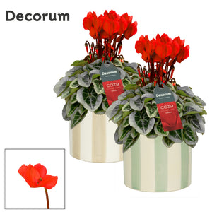 White Cyclamen persicum – 14cm Ceramic Pot