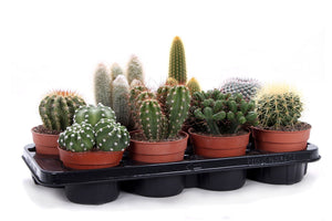 Mixed Cacti and Succulents – 12cm Pot