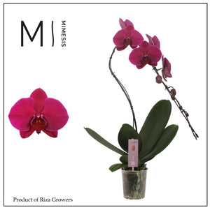Purple Phalaenopsis Orchid – 12cm Pot, 70cm High