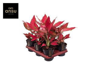 Aglaonema 'Cherry Baby' – 12cm Pot