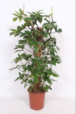 Philodendron pedatum – 27cm Pot, Approx. 120cm Tall