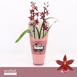 Red Burrageara Orchid – 12cm Pot, 50cm High