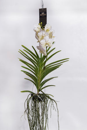 White Vanda Orchid ‘Tayanee’ – 15cm Pot
