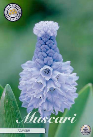 Muscari azureum Blue Grape Hyacinth Bulbs – Pack of 15