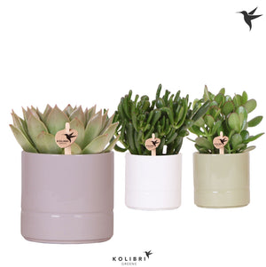 Mixed Succulent Collection – 12cm Ceramic Pot